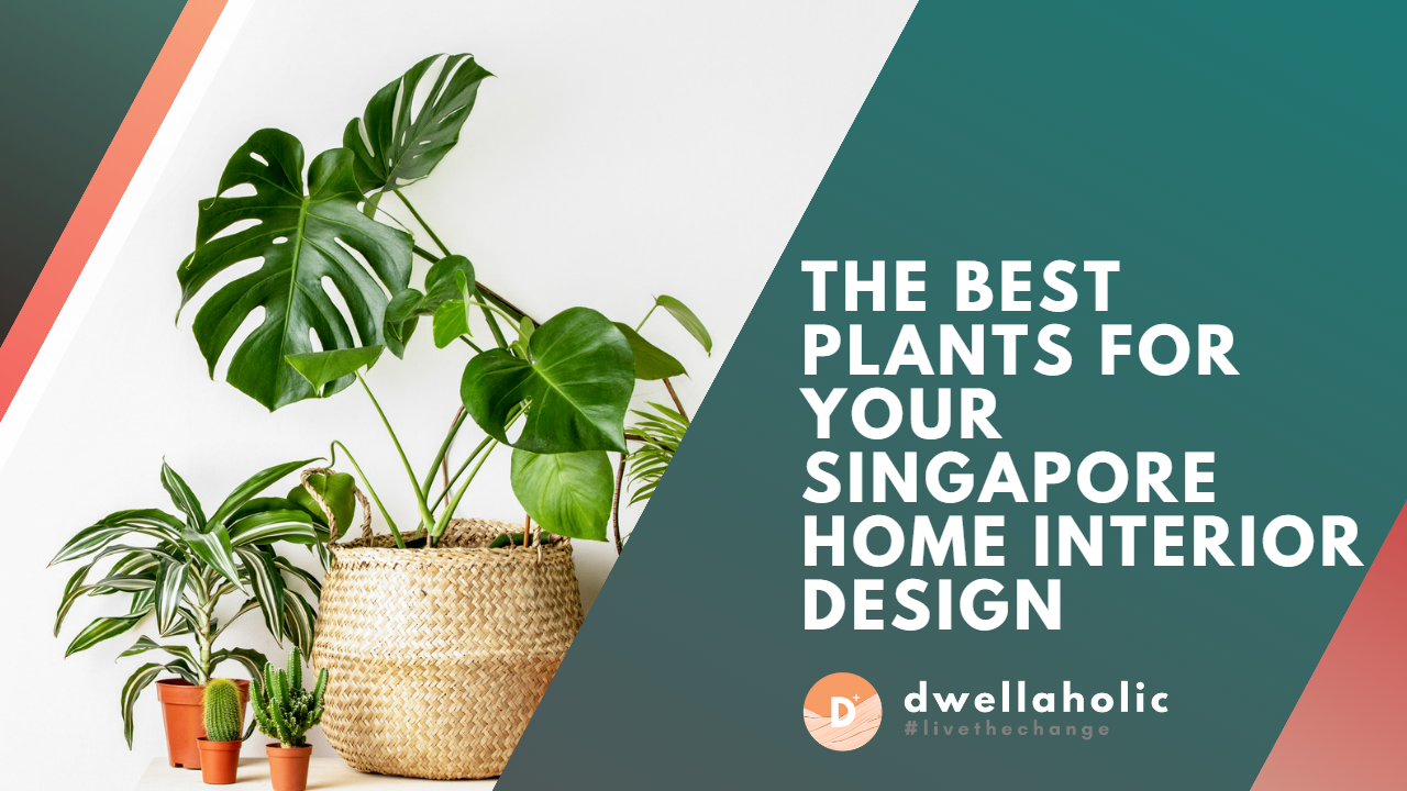 The Best Plants for Your Singapore Home Interior Design